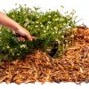 Square Hand Hoe Barebones Garden Tool Walnut Black-5